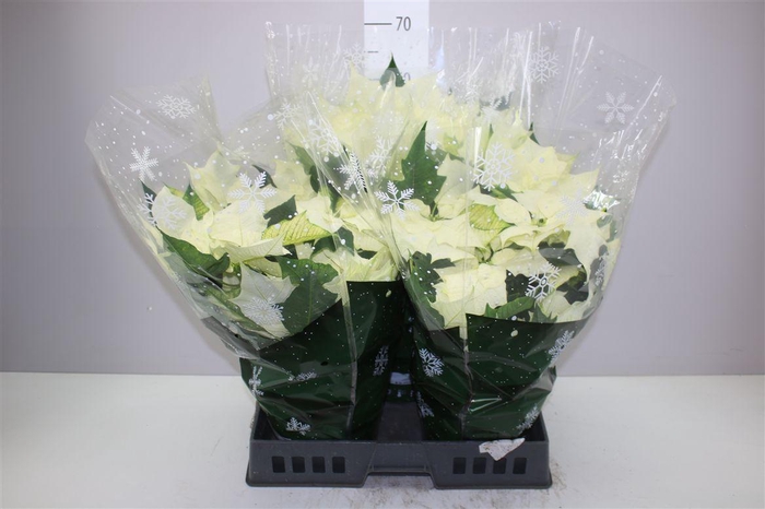 <h4>Euphorbia P Bush Alaska Wit 8+</h4>