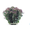 Viburnum Berries Xxl