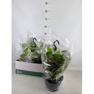 Scindapsus pictus 'Silvery Ann'
