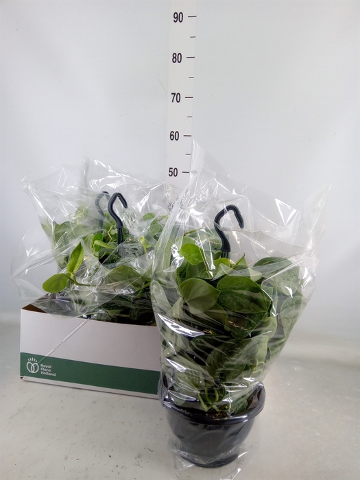 <h4>Scindapsus pictus 'Silvery Ann'</h4>