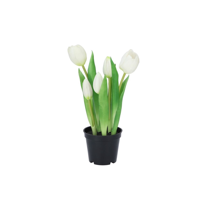 <h4>Silk Tulip In Pot 5x White 26cm</h4>