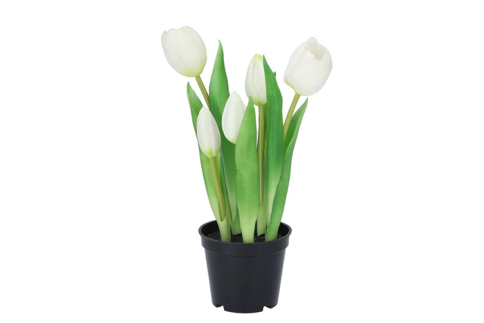 <h4>Silk Tulip In Pot 5x White 26cm</h4>