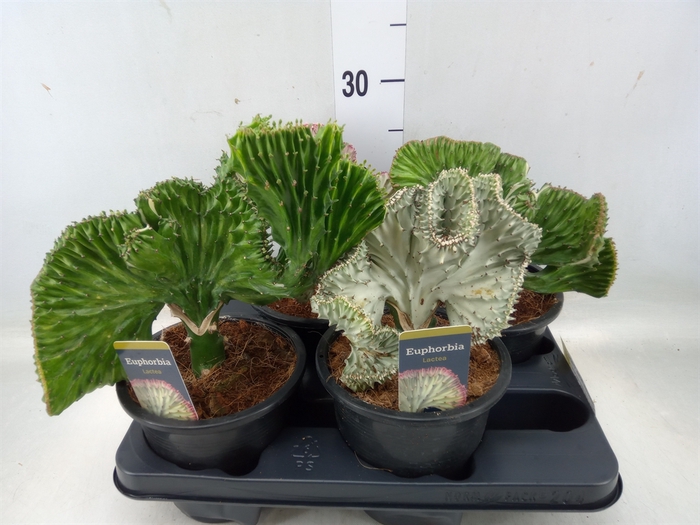 <h4>Euphorbia lactea 'Cristata'</h4>