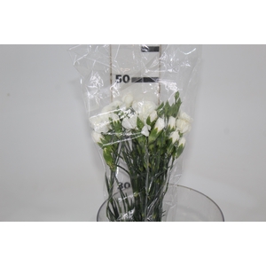 CRAVO SPRAY WHITE NATILA 050 CM