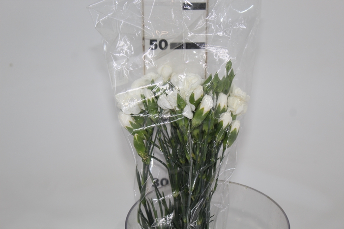 <h4>CRAVO SPRAY WHITE NATILA 050 CM</h4>
