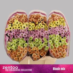 Chr San Mix Blush Mix Zentoo