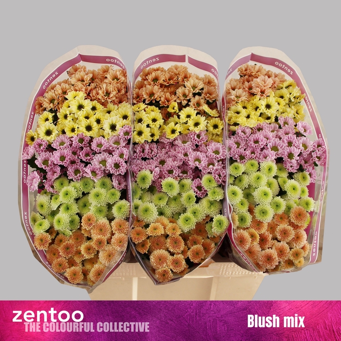 <h4>Chr San Mix Blush Mix Zentoo</h4>