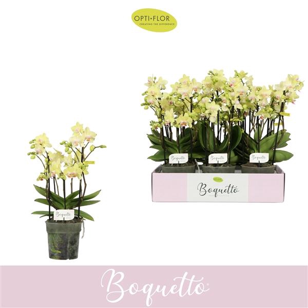 <h4>Phalaenopsis Multifloratypes overig geel</h4>