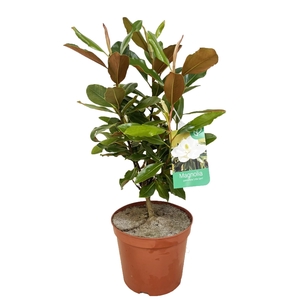 Magnolia Grandiflora 