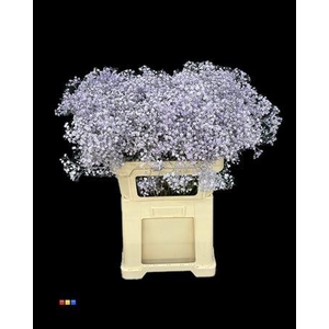 Gyps Xlence Light Milka