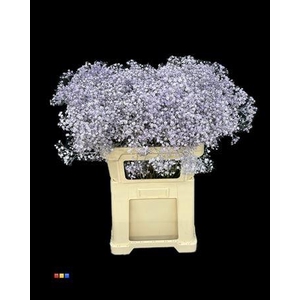 Gyps Xlence Light Milka