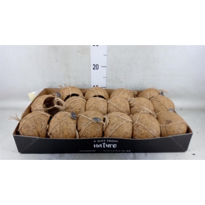 Pot   ...versierd H%