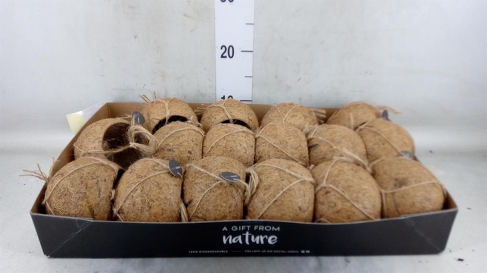 <h4>Pot   ...versierd H%</h4>