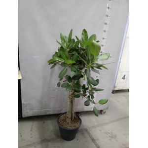 Ficus benghalensis 'Audrey'