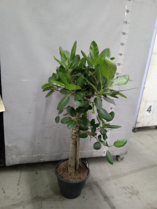 <h4>Ficus benghalensis 'Audrey'</h4>