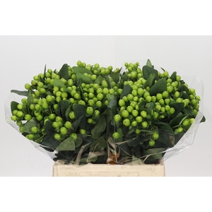 Hypericum Lucky Romance