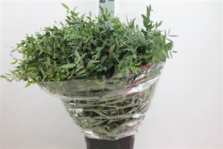 Euca Parvifolia Frankrijk Lang 300 Gram