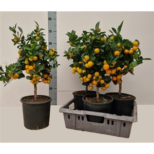 Citrus Calamondin