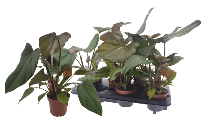 <h4>PHIL OVERIG</h4>