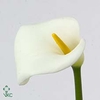 Zantedeschia ae avalanche