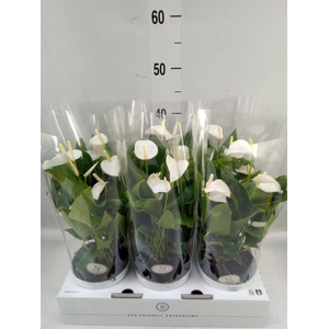 Anthurium andr. 'White Champion'