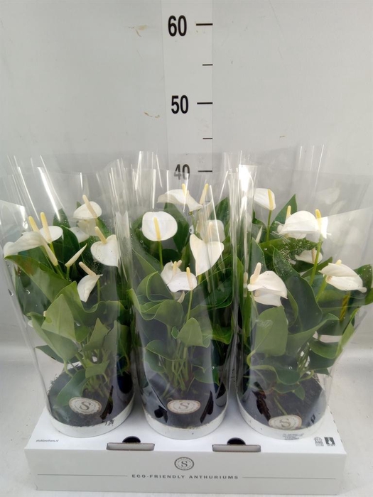 <h4>Anthurium andr. 'White Champion'</h4>