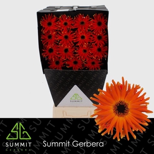 Gerbera Pastini Emilia Diamond