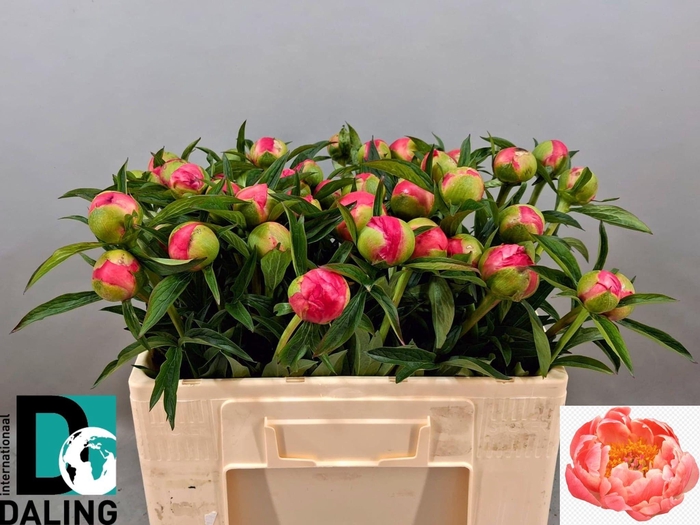 <h4>PAEO  CORAL CHARM</h4>