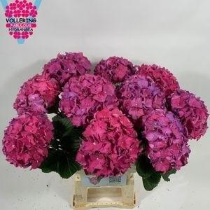 <h4>HYDR M CH RODEO RD</h4>