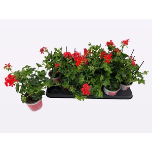 PEL PELT BALKON ROOD