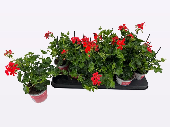 <h4>PEL PELT BALKON ROOD</h4>