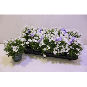 Camp Portenschlagian White