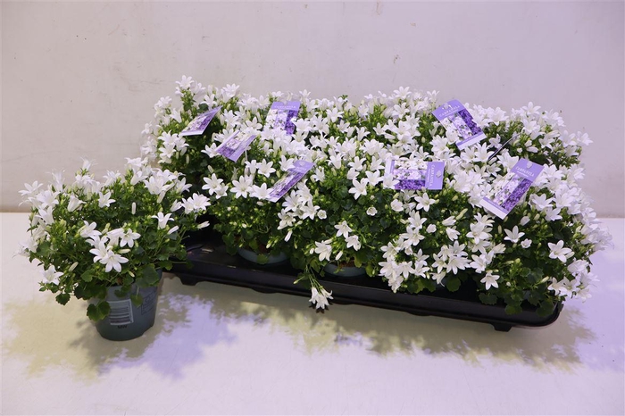 <h4>Camp Portenschlagian White</h4>