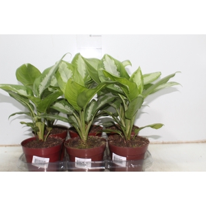 AGLAONEMA PATAYA P12