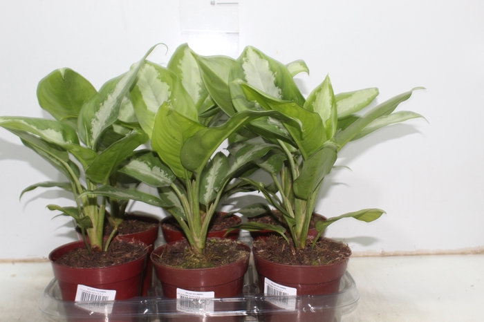 AGLAONEMA PATAYA P12