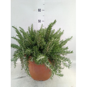 Rosmarinus offi. 'Prostratus'