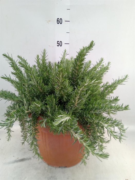 <h4>Rosmarinus offi. 'Prostratus'</h4>