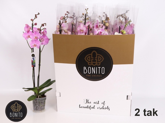 <h4>PHAL GEM 7 KL</h4>