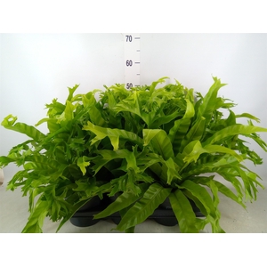 Asplenium nidus 'Crissie'