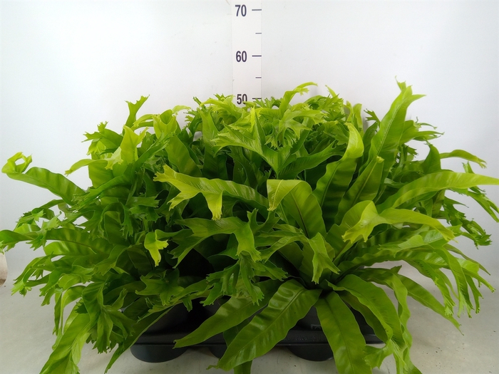 <h4>Asplenium nidus 'Crissie'</h4>