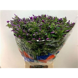 Phlox P Sky Eyes 70cm