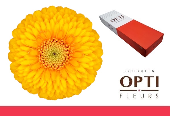 <h4>GE MB POM HONEYDEW-Doos</h4>