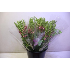 Antir Antibes Rose X5