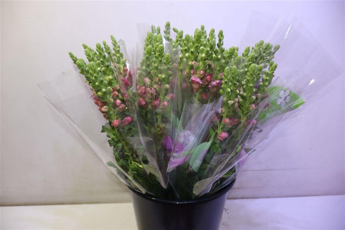 <h4>Antir Antibes Rose X5</h4>