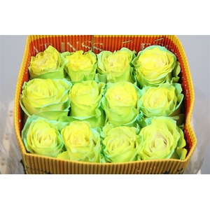 R Gr Citrus Lemon Neo Ec