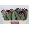 Protea African Didi