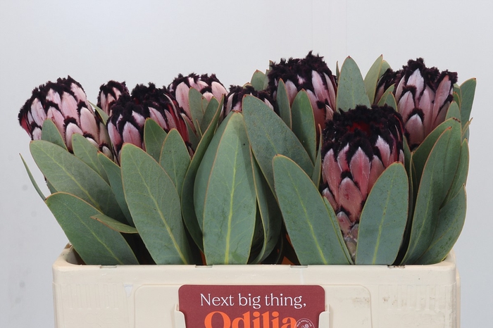 <h4>Protea African Didi</h4>