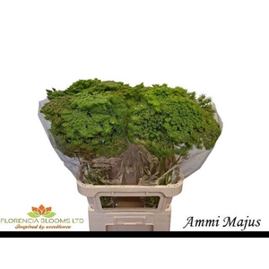 AMMI MAJUS