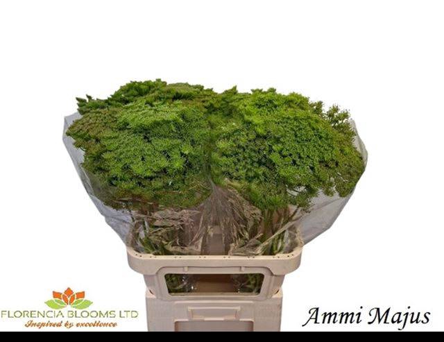 <h4>AMMI MAJUS</h4>