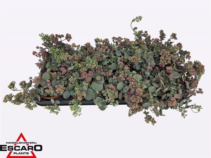 Sedum Sieboldii